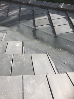 TP Roofing - Leaf screens Product